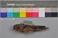 藏品(洋燕)的圖片